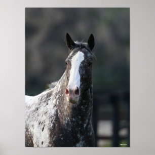 Poster Bob Langrish Capture d'écran Appaloosa