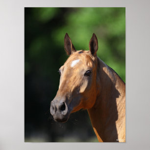 Poster Bob Langrish   Capture d'écran d'Akhal Teke
