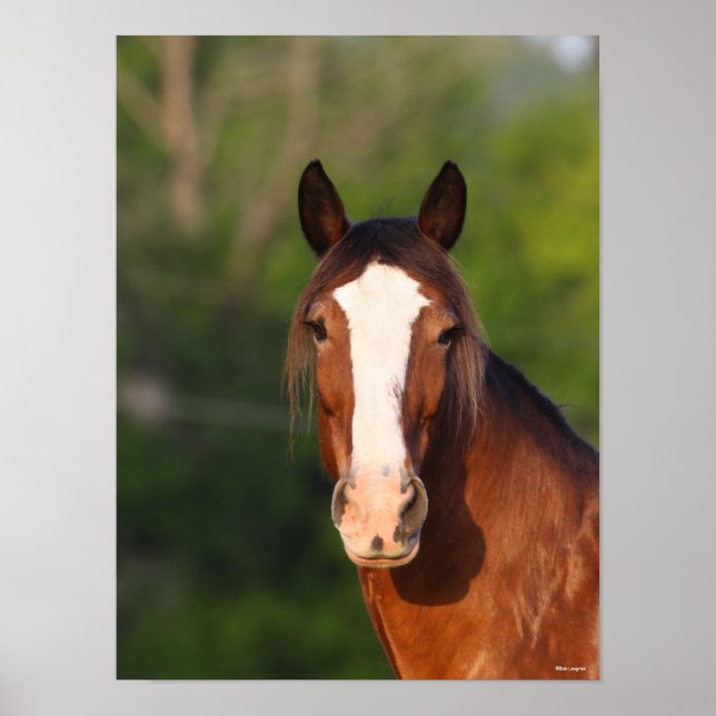 Poster Bob Langrish | Capture d'écran de Clydesdale (Devant)
