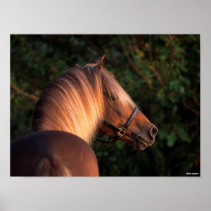 Poster Bob Langrish Capture d'écran de Rocky Mountain H