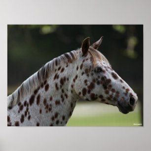 Poster Bob Langrish   Capture d'écran de Spotty Appaloos