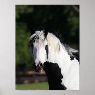 Poster Bob Langrish Capture d'écran du cheval de banni