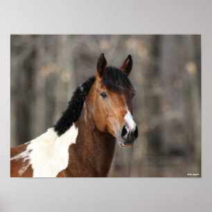 Poster Bob Langrish   Capture d'écran du Cheval de peint