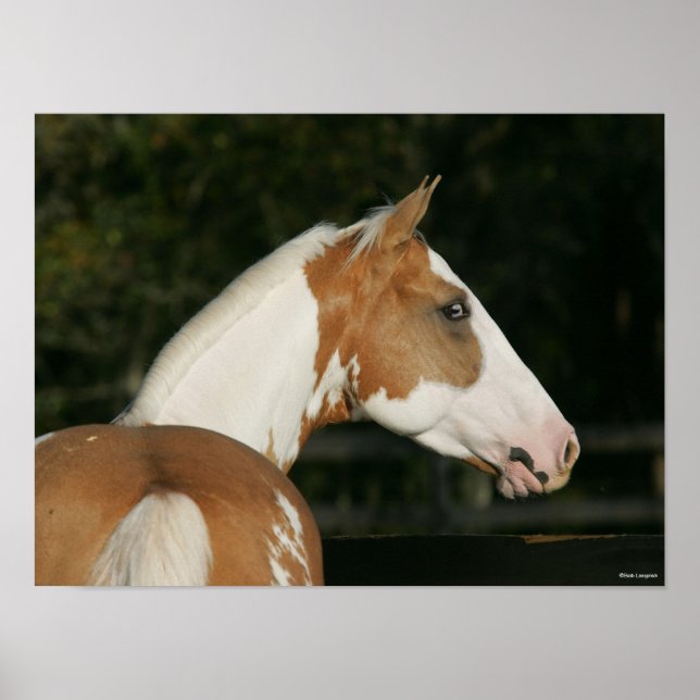 Poster Bob Langrish | Capture d'écran du cheval de peintu (Devant)