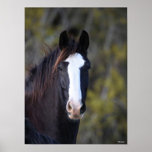 Poster Bob Langrish   Capture d'écran du cheval de Shire