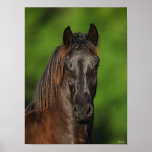 Poster Bob Langrish   Capture d'écran du cheval friésien