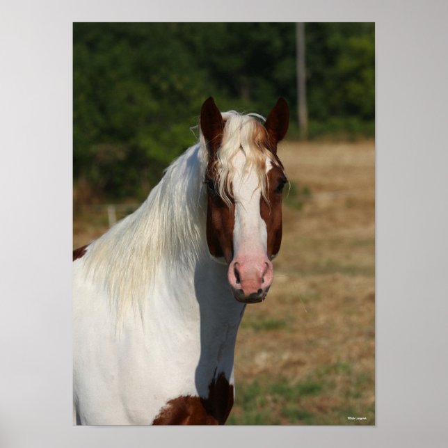 Poster Bob Langrish | Capture d'écran du cheval Pinto Haf (Devant)