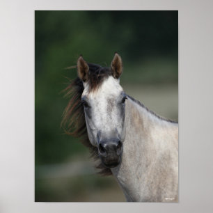 Poster Bob Langrish   Capture d'écran d'un cheval gris