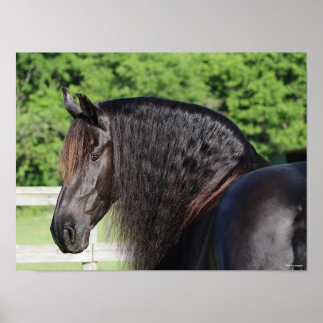 Poster Bob Langrish | Capture d'écran Friesian Horse Stan (Devant)