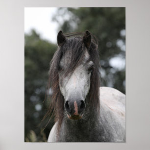 Poster Bob Langrish   Capture d'écran Gris Welsh Pony