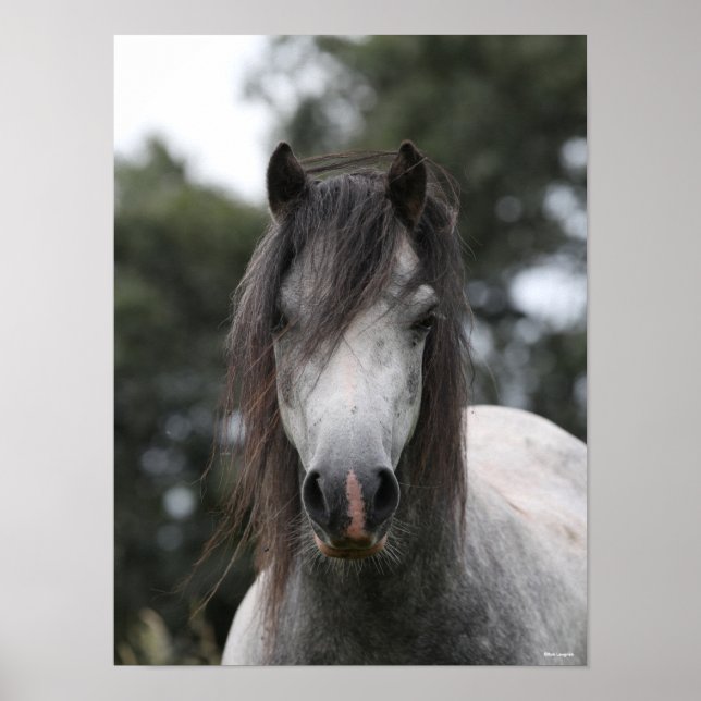 Poster Bob Langrish | Capture d'écran Gris Welsh Pony (Devant)