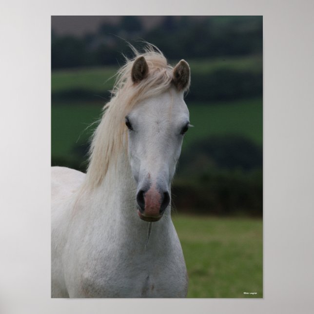 Poster Bob Langrish | Capture d'écran Gris Welsh Pony (Devant)