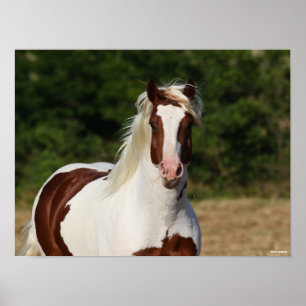 Poster Bob Langrish   Capture d'écran Pinto Haflinger