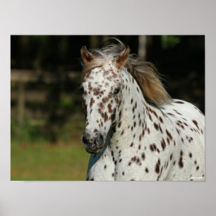 Poster Bob Langrish Capture D'Écran Spotty Pony Of Amer