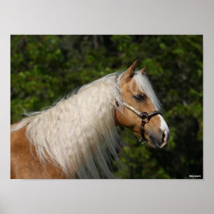 Poster Bob Langrish Casque de Cheval Palomino Quarter