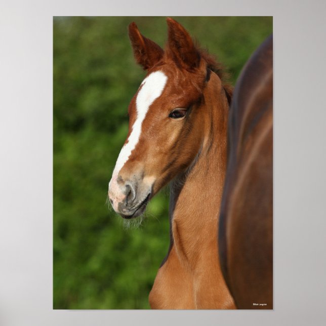 Poster Bob Langrish | Casque de Foie Chestnut Warmblood (Devant)