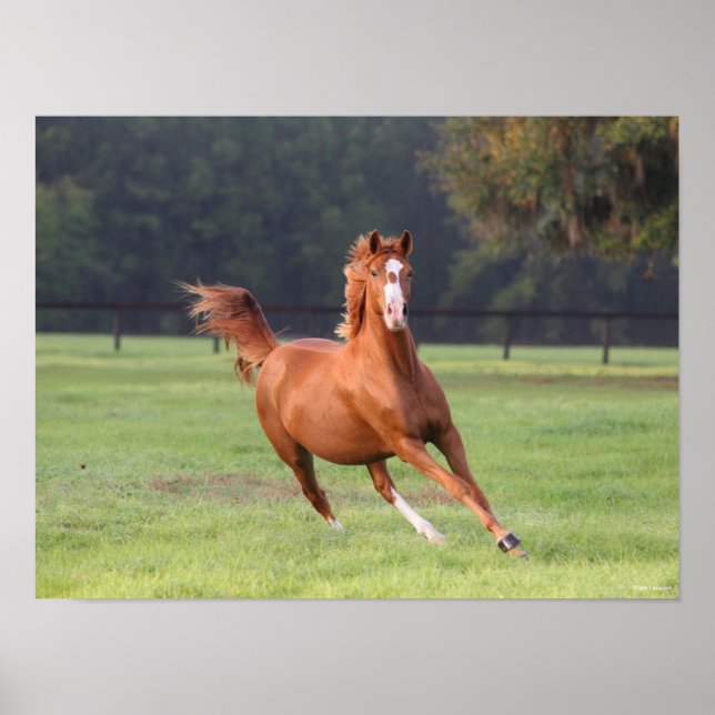 Poster Bob Langrish | Châtaignes Oldenburg Running (Devant)
