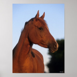 Poster Bob Langrish   Chestnut Arab Headshot