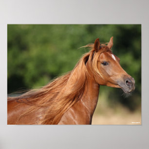 Poster Bob Langrish   Chestnut Arab Headshot Mane Flowing