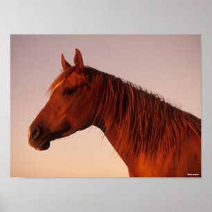 Poster Bob Langrish   Chestnut Arab Horse Headshot Sunset