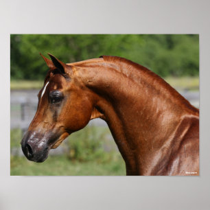 Poster Bob Langrish   Chestnut Arab Stallion headshot