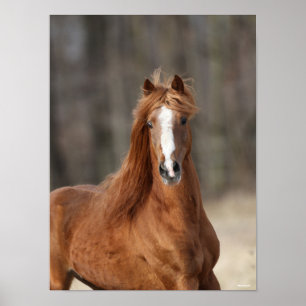 Poster Bob Langrish   Chestnut Hackney Headshot