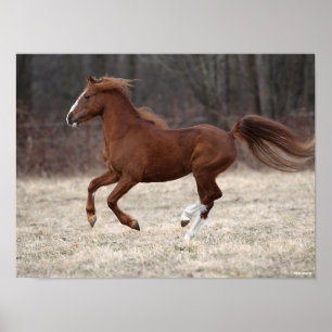 Poster Bob Langrish   Chestnut Hackney Pony Running
