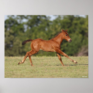 Poster Bob Langrish   Chestnut Quarter Horse Foal Running