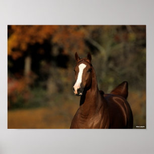 Poster Bob Langrish   Chestnut Thoroughbred Headshot