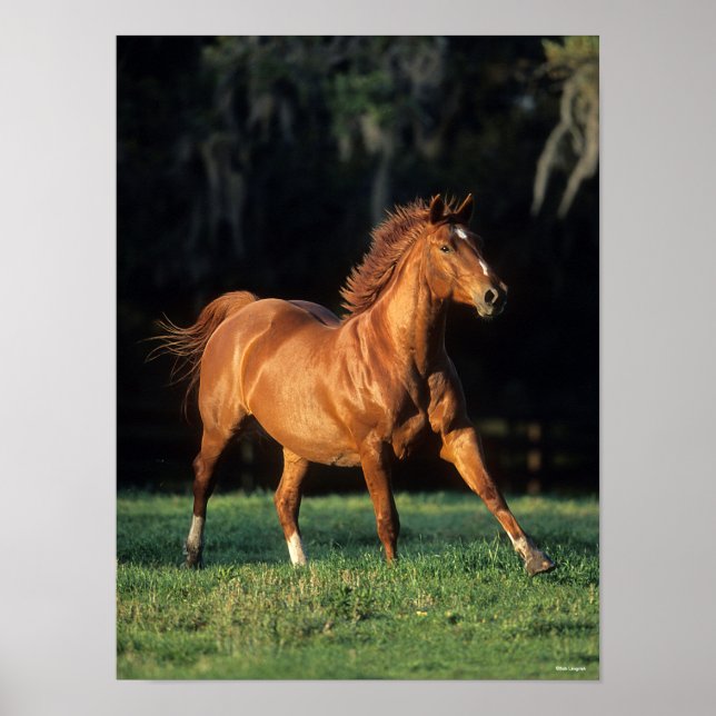 Poster Bob Langrish | Chestnut Warmblood Mare Running (Devant)