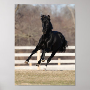 Poster Bob Langrish Cheval Andalou Noir Courir