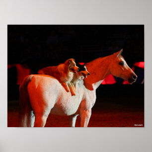 Poster Bob Langrish   Cheval arabe debout avec des chiens