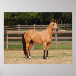 Poster Bob Langrish Cheval de quart en peau de seau deb