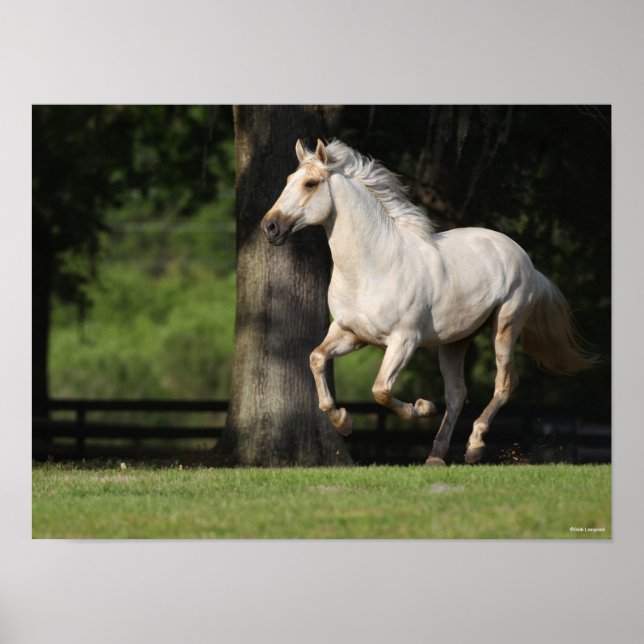 Poster Bob Langrish | Cheval Lusitano Courir (Devant)