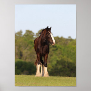 Poster Bob Langrish Cheval Shire En Champ