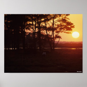 Poster Bob Langrish   Coucher de soleil sur le pâturage d