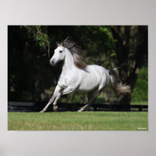 Poster Bob Langrish   Dapple Grey Andalucian Running