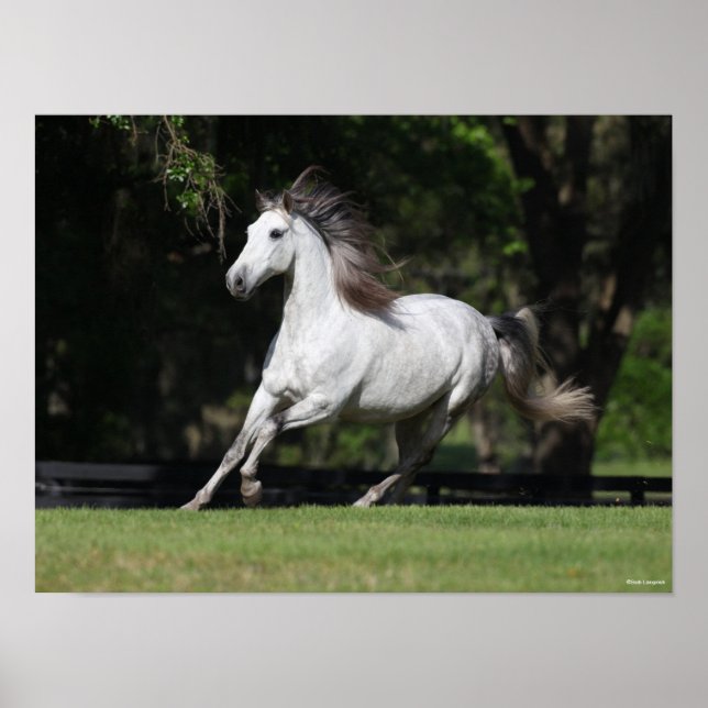 Poster Bob Langrish | Dapple Grey Andalucian Running (Devant)
