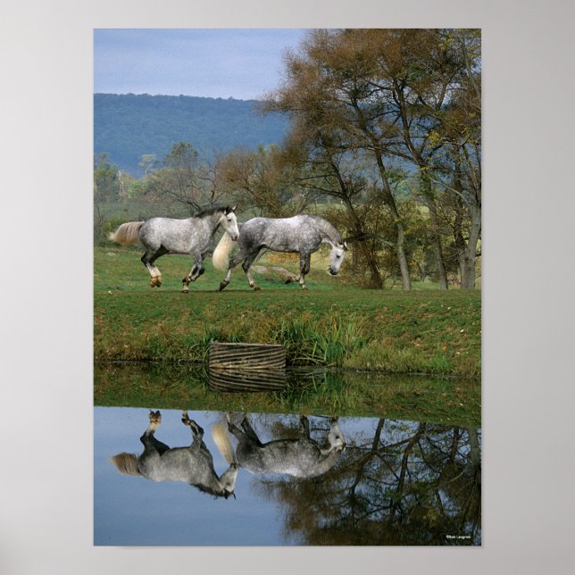 Poster Bob Langrish | Deux Bois Chauds Ensemble Par Lac (Devant)