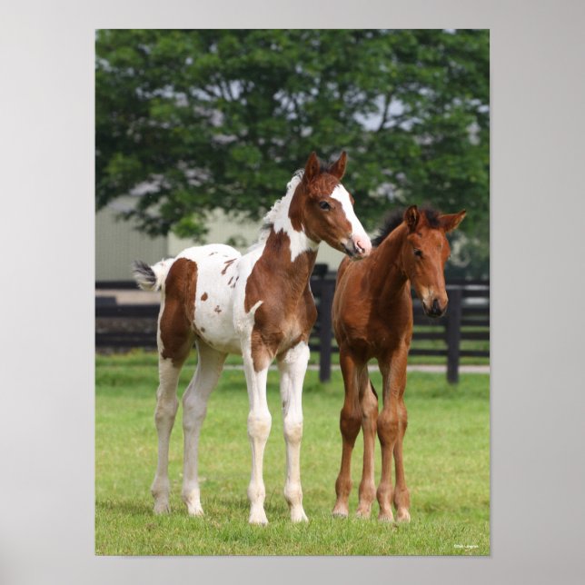 Poster Bob Langrish | Deux poulains du cheval sportif deb (Devant)