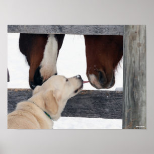 Poster Bob Langrish   Dog Licking Horses Nose