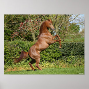 Poster Bob Langrish   Élevage d'étalons arabes en chât