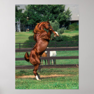 Poster Bob Langrish   Élevage d'étalons arabes en châtaig