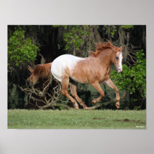 Poster Bob Langrish   Exécution d'Appaloosa