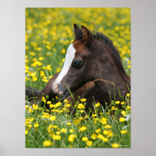 Poster Bob Langrish   Foie Gallois Pony Qui Mène Dans L'
