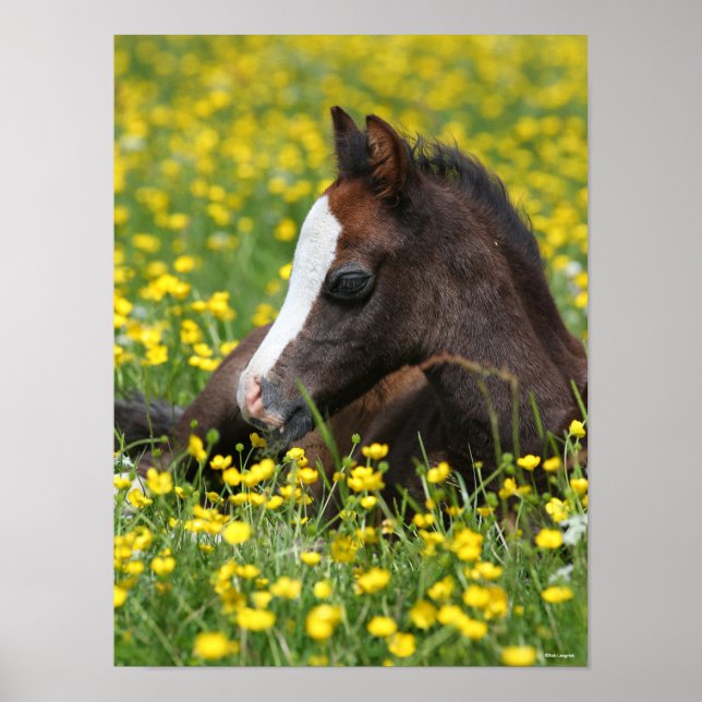 Poster Bob Langrish | Foie Gallois Pony Qui Mène Dans L'H (Devant)