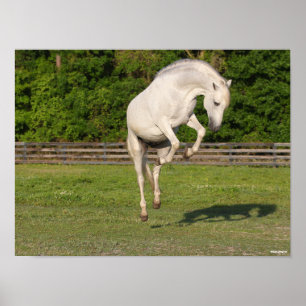 Poster Bob Langrish   Gray Andalucian Stallion Leaping