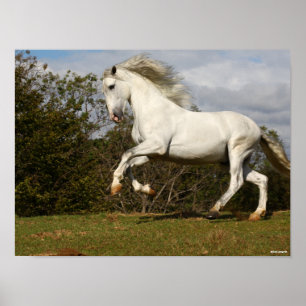 Poster Bob Langrish   Gray Andalucian Stallion Leaping