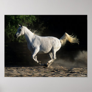 Poster Bob Langrish   Gray Arab Mare Running