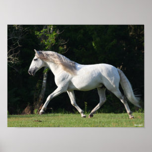 Poster Bob Langrish   Gray Lusitano Stallion